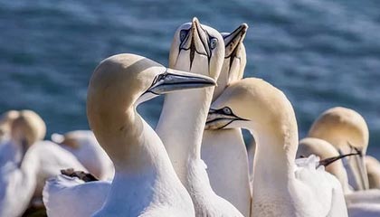 快船力克雷霆，常规赛巅峰对决中乔治末节爆发，国王力克快船迎4连胜