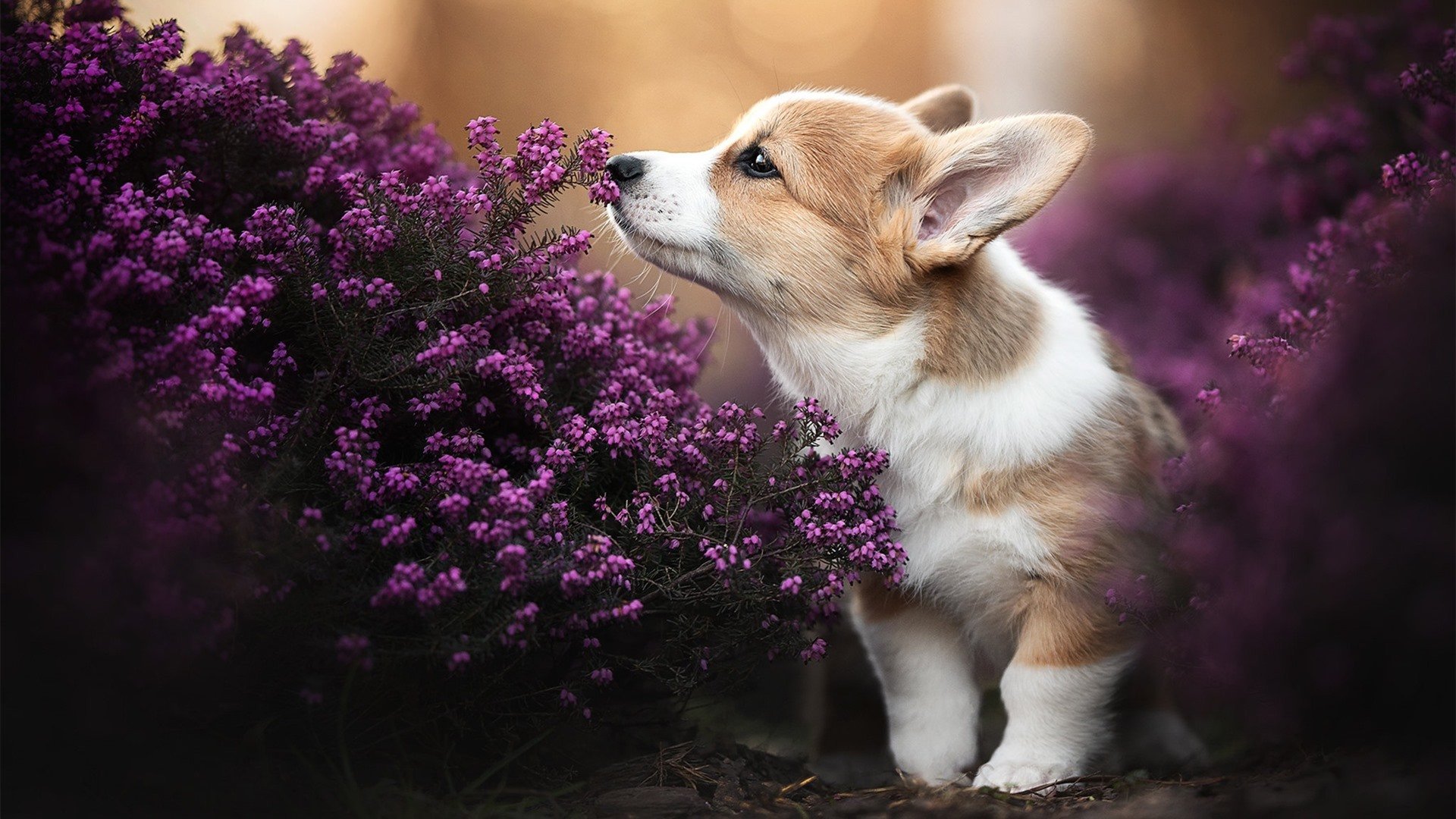 TI冠军战队巡礼：他们的成功秘诀是什么？，ti冠军名单