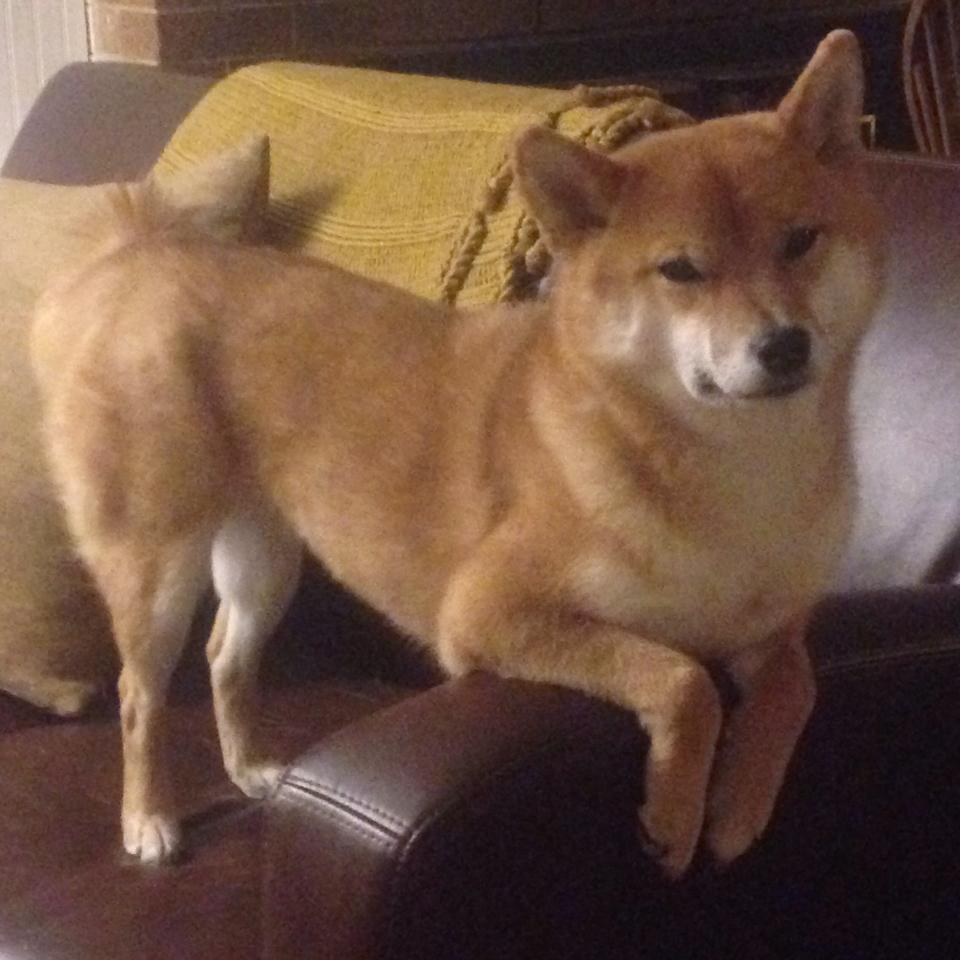 “意甲逆势突围,豪门奋力拼搏争夺荣誉”,意甲争4