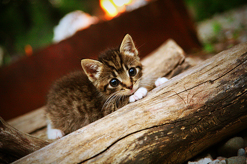 “足球文化讲座走进高校,激发青年足球热情”,足球文化进校园演讲稿