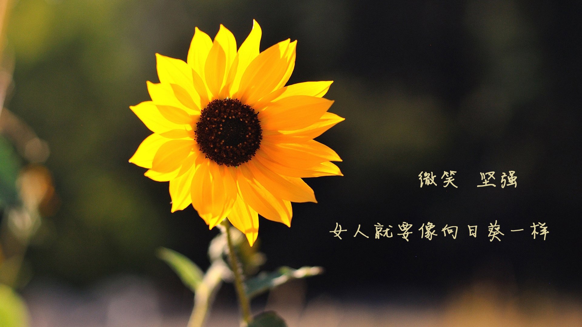 法拉利车队准备迎战，追赶速度领先者，法拉利车队最新消息