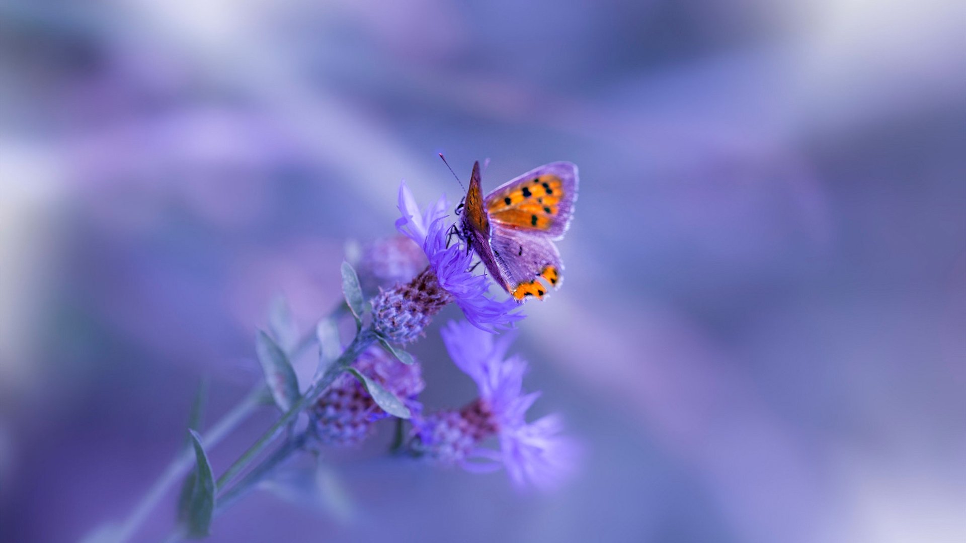 疑似“泡沫破裂”?高价签约引发转会市场热议,泡沫破灭前的顶峰