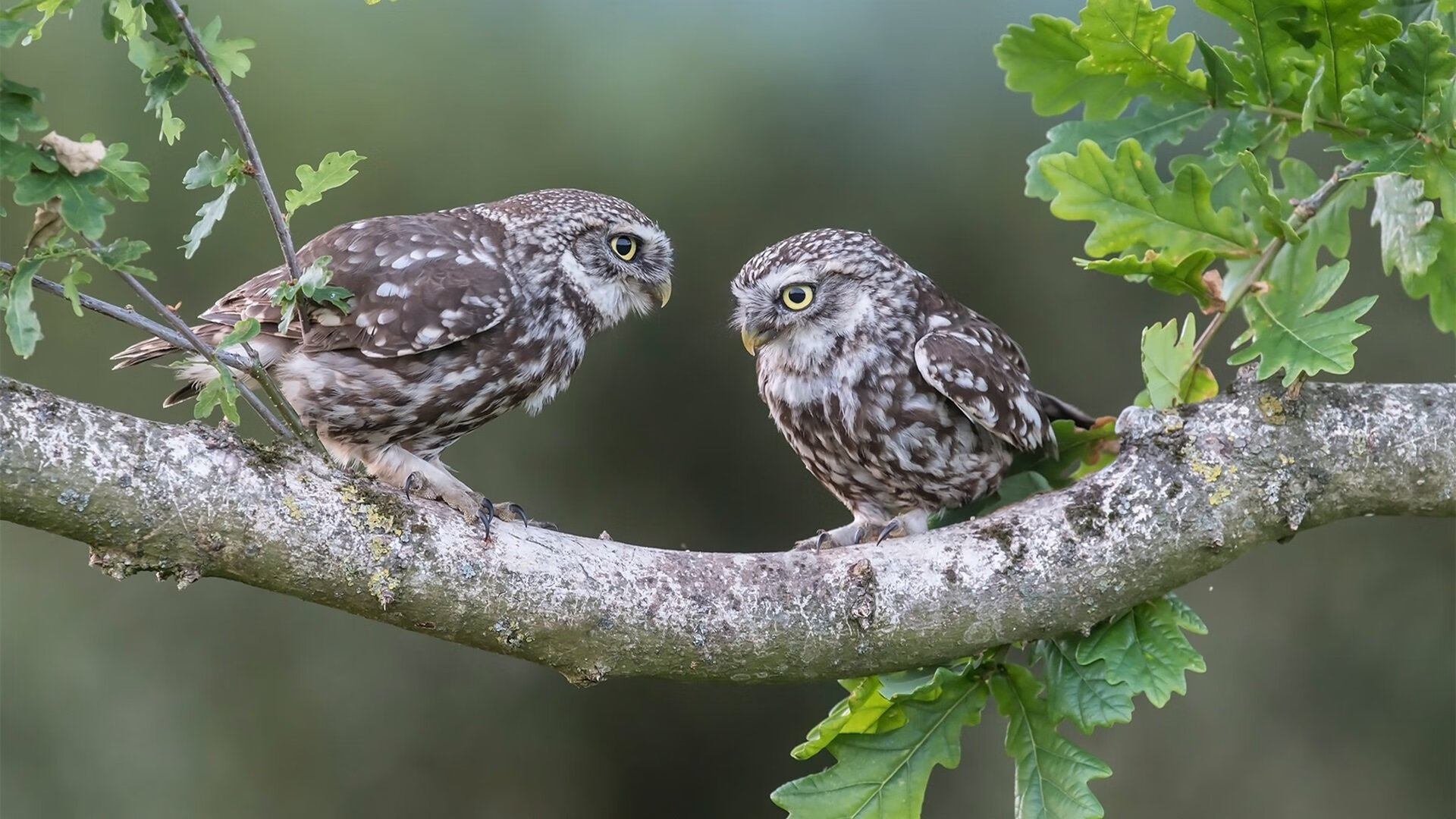 疑似“泡沫破裂”?高价签约引发转会市场热议,泡沫破灭前的顶峰