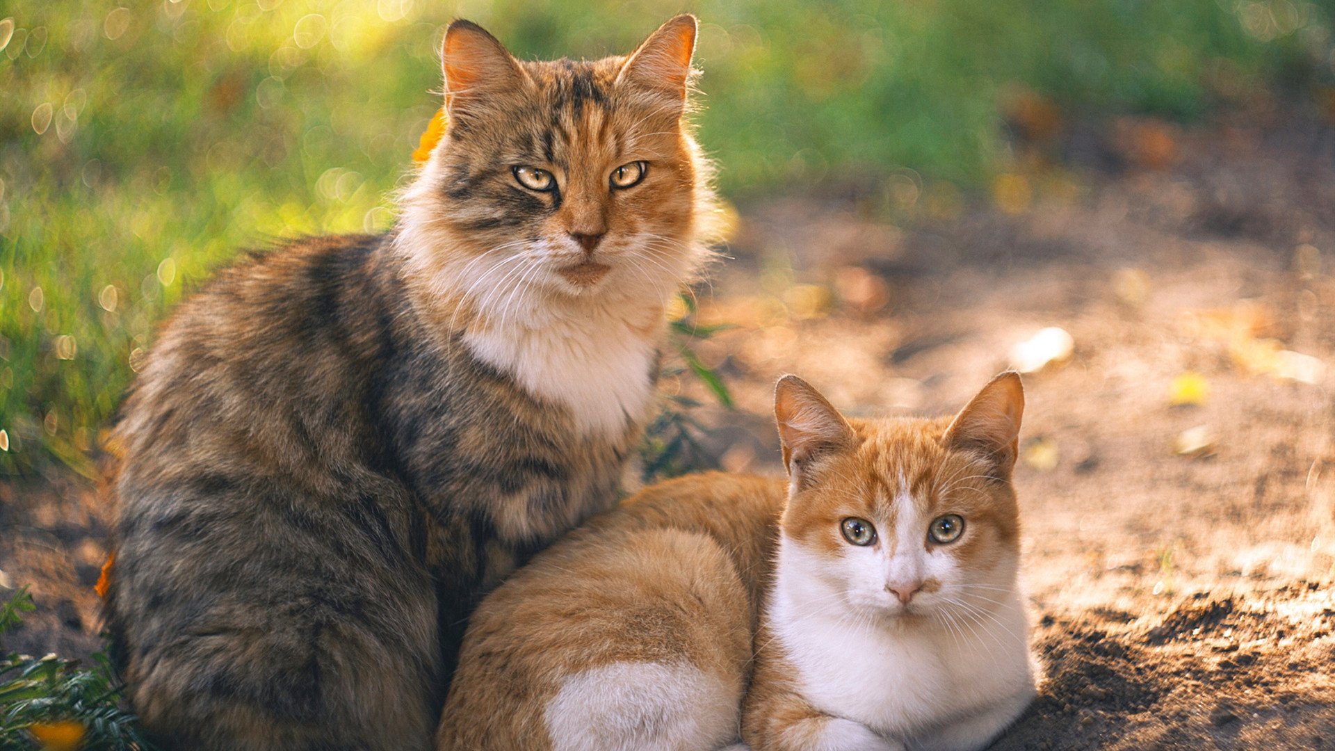 全球社交媒体热议:塞内加尔足球将非洲节奏带入雪世界,非洲 塞内加尔