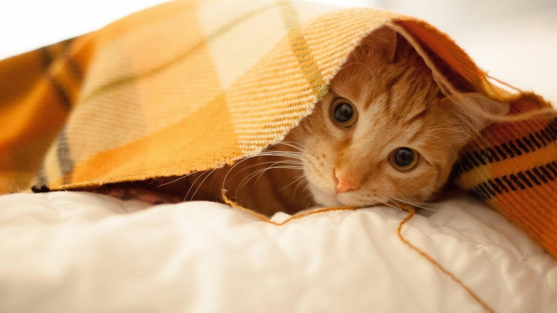 勒沃库森防守失误,被对手反超一分差距,勒沃库森比赛视频聚胜顽球汇