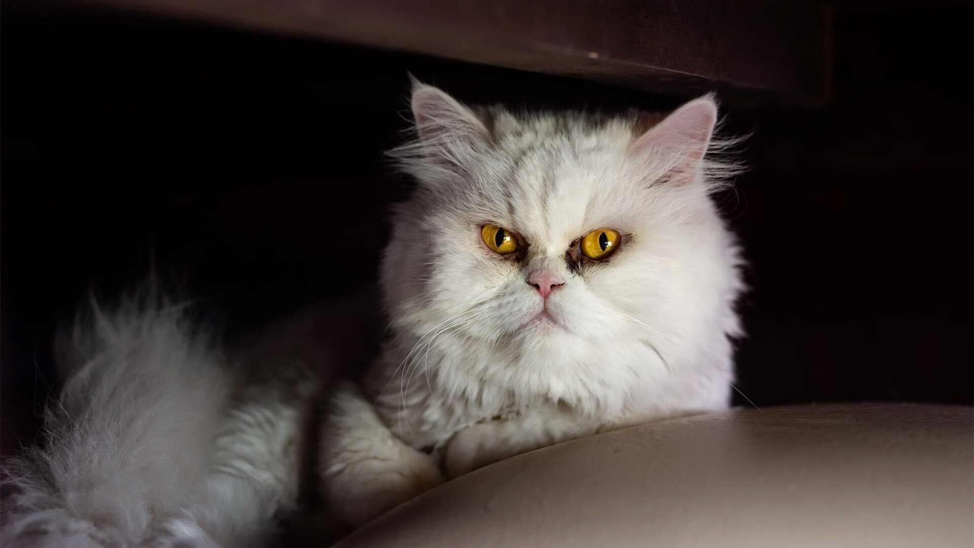 查尔斯·勒克莱尔在意大利大奖赛中夺冠，查尔斯莱特勒