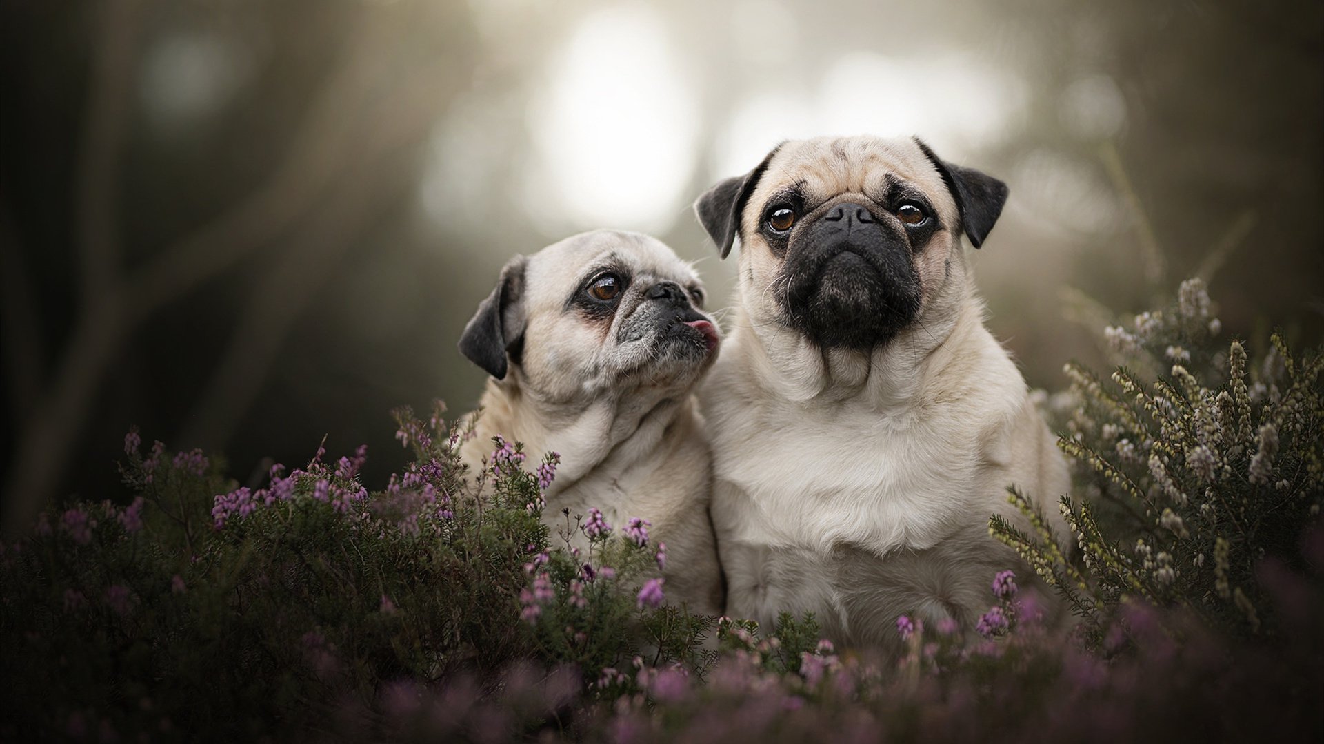 生力啤酒人战术配合日趋成熟，生力啤酒配料表