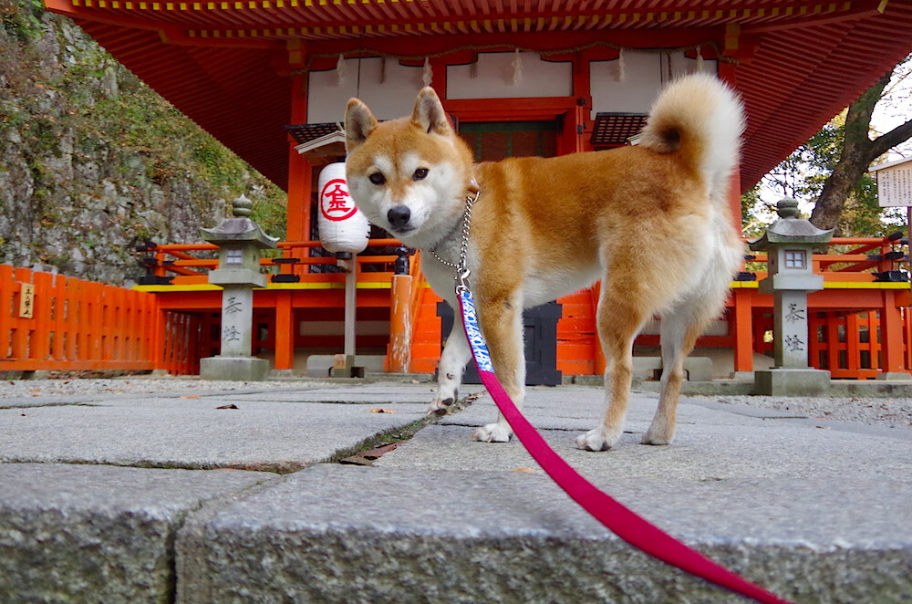 瑞士队在巴黎奥运会比赛中展现出快速反击战术，瑞士奥运出场顺序
