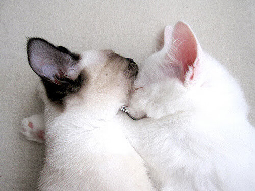 蒙彼利埃客场击败梅斯,实现胜利,蒙彼利埃战绩聚胜顽球汇