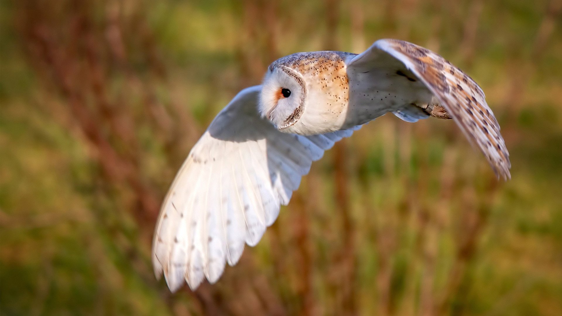马竞后卫后场解围，防守坚不可摧，马竞最强后防线