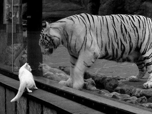 英超球迷行为识别平台在观众参与度提升方面的成果,英超对球员肖像权规定