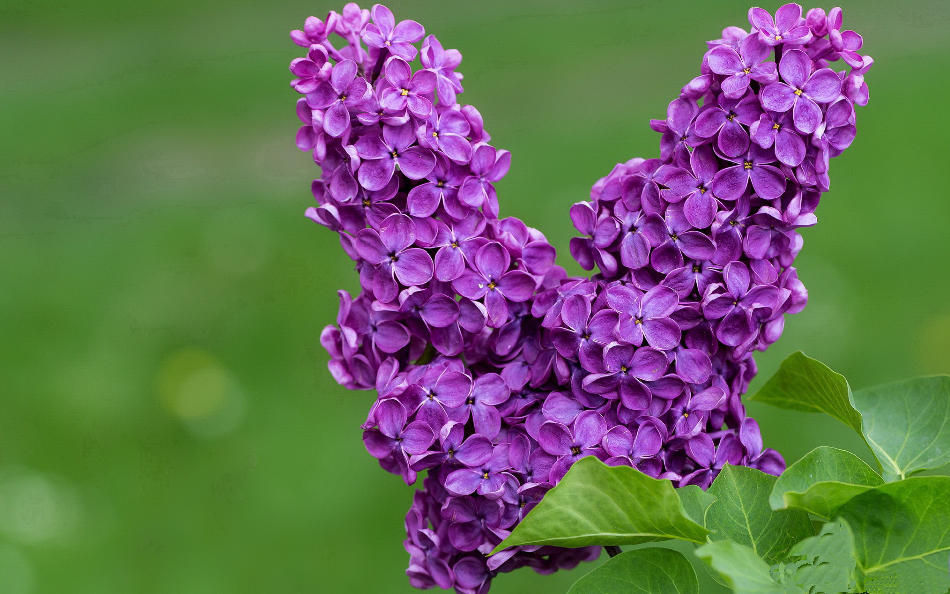 英超球迷行为识别平台在观众参与度提升方面的成果,英超对球员肖像权规定