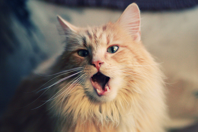 “高新体育中心武术赛:传统与现代结合,展现中国武术魅力”