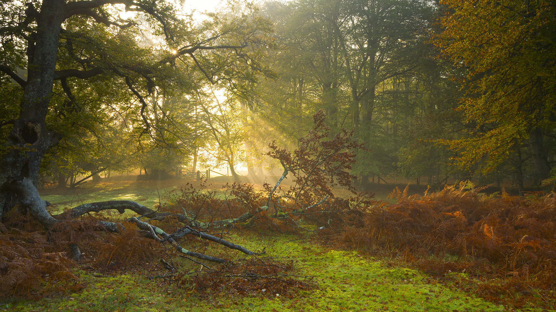 体育新闻中心推动体育内容多渠道版权交易，体育新闻侵权