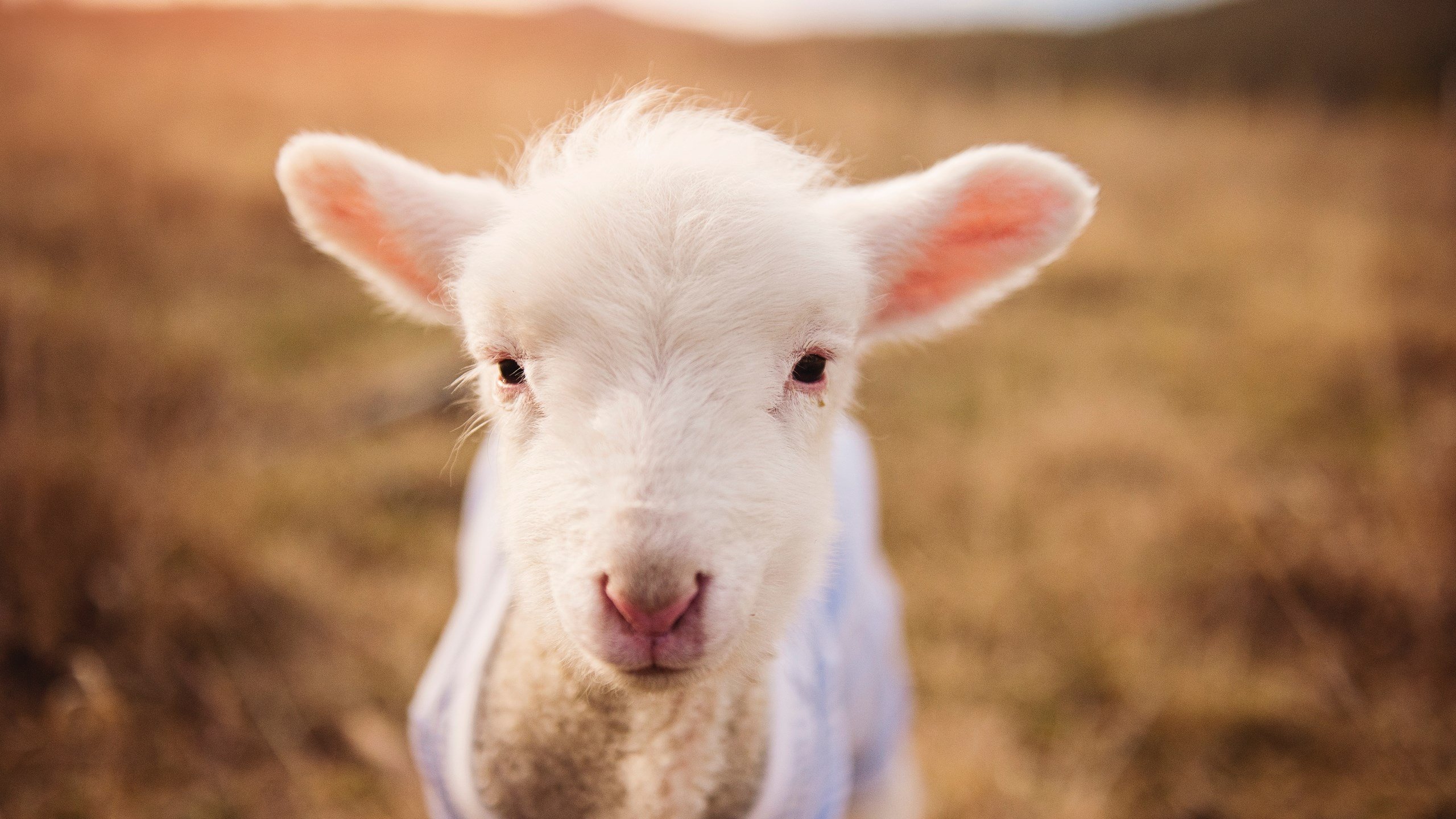 前段划水节奏快准稳，后段冲刺更从容，前划步后划步