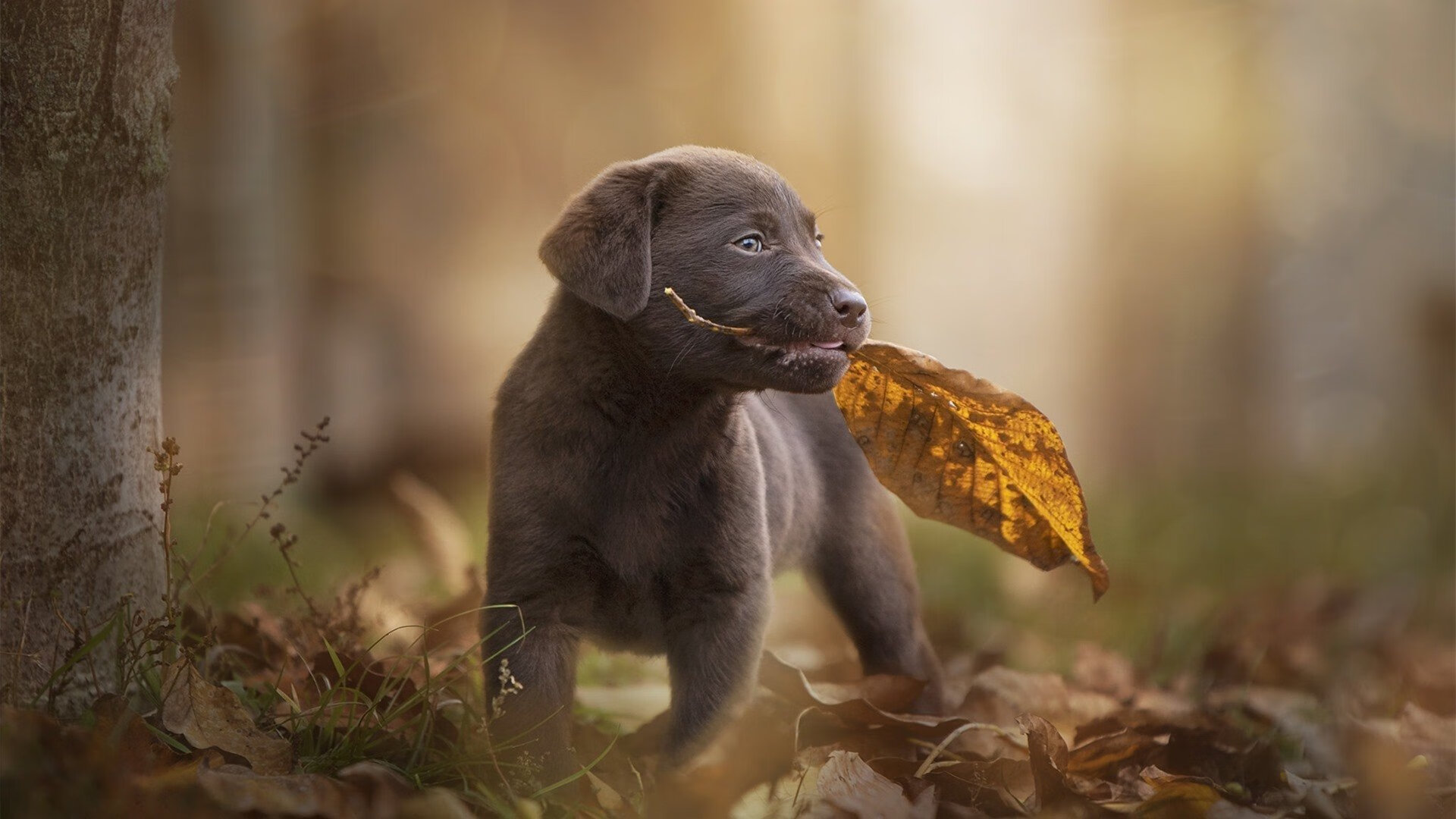 凯尔·查默斯突破自我刷新纪录,查尔斯默里