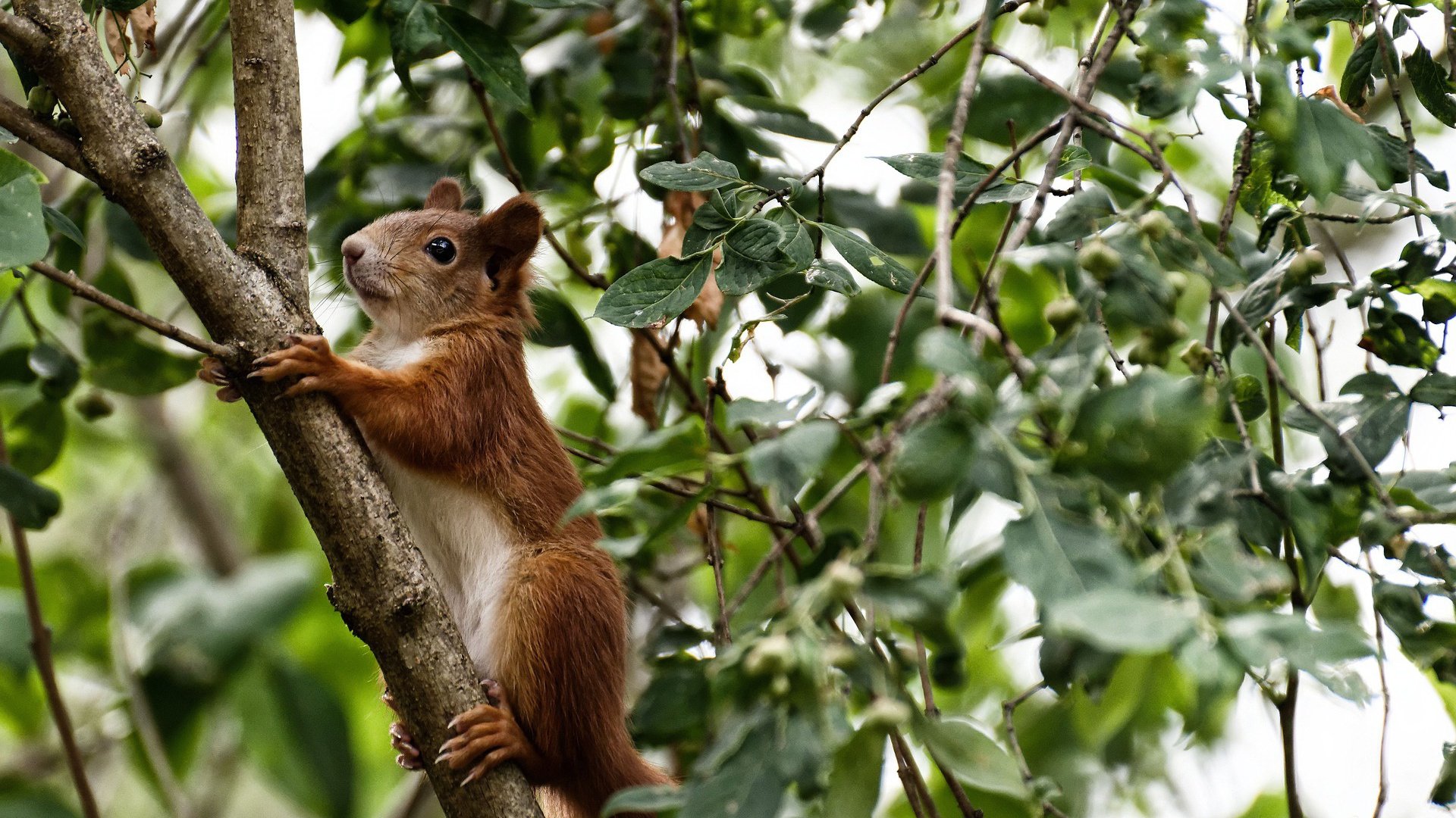 城市篮球发展指数首次发布用于评估各地篮球活跃程度，篮球的城市