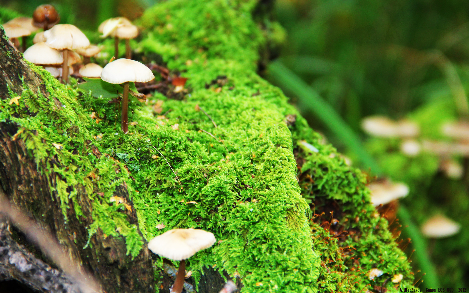 青少年足球国际交流日益频繁,助力足球文化全球传播,青少年足球论坛